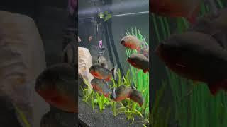 Piranhas Red Belly!!