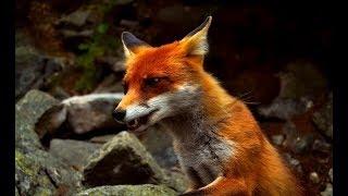 The Secret Life of Fox - Wildlife Wars (Nat Geo)