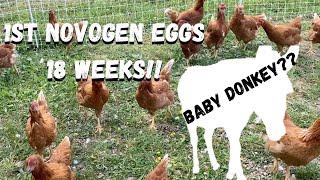 NOVOGENS lay first eggs! Baby DONKEY already?