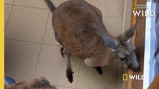 A Red Kangaroo With a Bad Tooth | The Incredible Dr. Pol: