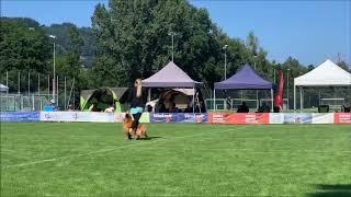 Sandra Roth & Boogie - Swiss Discdog Challenge Finale 2019 in St.Gallen