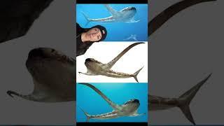 extinct sharks you’ve never heard of !!!