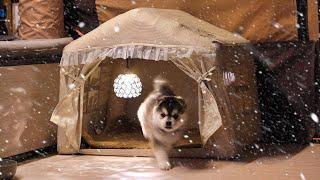 Winter Snow Camping in Inflatable Tent Trailer with Husky Puppy