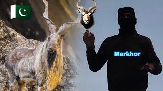 MY FIRST VIDEO 2025 / PAKISTAN NATIONAL ANIMAL MARKHOR  #Markhor