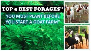 Best Goats Food you must have in your farm