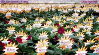 Sakata Ornamentals Recognized For Excellence In Marketing