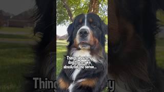 Things About My Dog That Make Absolutely No Sense | Funny Bernese Mountain Dog #cutedog