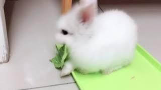 Lapin nain polonaise aux yeux bleus Toby mange de la salade  miam miammm ～