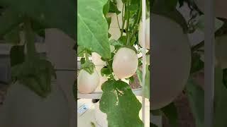 Apiaceae, Nightshade, & Curcubit vegetables on a Tower Garden #apiaceae #nightshade #curcubit