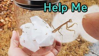 겨울에 부화한 아기사마귀들 구조하기 (Rescue a Flock Of Hatched Baby Mantis From My Home)