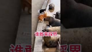 誰敢來踩界 #笑死方休 #funny  #shorts #cat