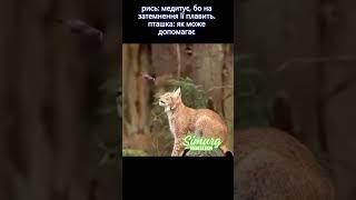 рись медитує   Мирного неба, безпеки  #антистрес #cat #simurg #повітрянийспокій