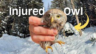 We Found an Injured Pygmy Owl!