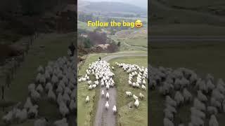 bringing in the close lambers #sheepfarming #farming #sheep #shepherd #farminguk #farm #lambing