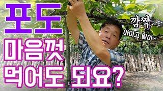 [유기농 포도판매개시] 방문구매시 혜택???