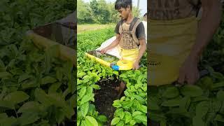 Tea leaf cutting machine #reels #cuttingmachine #youtubeshorts #shorts #trending #viralvideo