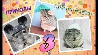 Лучшие приколы про ШИНШИЛЛ! Смешные ШИНШИЛЛЫ! Funny chinchillas#3