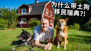 为了两土狗有更好的生活，跨越一千公里搬家瑞典，移民原因太现实 Why I Move to Sweden with My dogs? [4k]