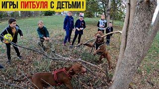 АТТРАКЦИОН с ПИТБУЛЯМИ для ДЕТЕЙ!! Отношение питбуля к детям.Питбуль и дети/Питбуль vs дети/ребенок.