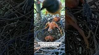 Cuckoo bird pushes its chicks in front of its foster mother.#birds