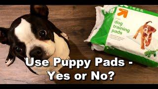 Should You Train Your Boston Terrier To Use Puppy Pads