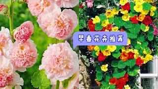 温柔仙气的蜀葵Hollyhock ,自带财运的旱金莲Nasturtium,到底要选哪一个？【莎拉养花】