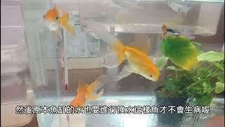 鹽巴王子養魚分享第五彈:金魚繁殖方法