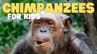 Chimpanzees for Kids | Learn all about this intelligent primate