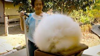 Record Breaking Rabbits: Angora Bunnies Get Blow-Dried