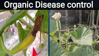 Bottle gourd disease and organic treatment