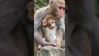 Cute baby monkey, funny monkey, Chinese monkey SY52