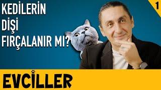 Kedilerin Dişi Fırçalanır mı? - Evciller - Vet. Hekim Efe Onur - B01