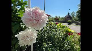 Rosenlund Garden‘s Peony flower｜牡丹花|芬蘭 Finland #旅行喵