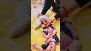 rabbit giving birth 100 babies#rabbit #rabbits #shorts #viral #cute #bunny funny video #shortsfeed