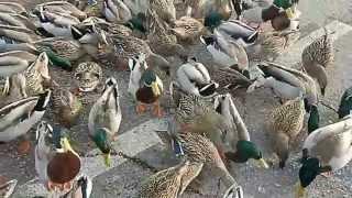 DUCKS 2-8-2014 cope with a Frozen Hudson River