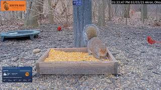 2025 03 04 Kardinalsvögel & Eichhörnchen in Akron Ohio USA, richtig was los #birds #squirrels