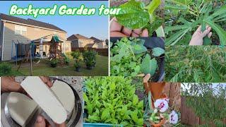 Backyard Garden Tour| Paneer  just like market| Indian family in USA vlog