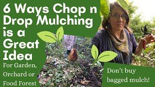 6 Reasons Chop n Drop Mulching is an Excellent Idea (Hint: Plant Some N-Fixers!)