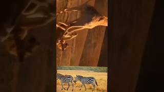 zebra ka ladai hangal me #animals #जनवर #youtube