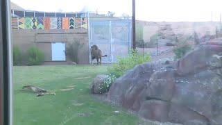 Inside the Phoenix Zoo's NEW 'Predator Passage'