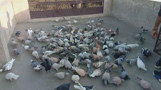 Khalifa Saud k Kabootar Part 2 | Delhi ki Kabutar bazi | Delhi Pigeons