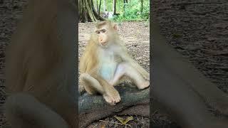 #monkey #shorts
