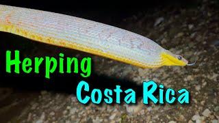 Costa Rica Herping: GIANT Fer-De -Lance, a New Coral Snake (2024)