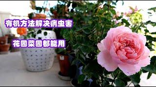 盘点花园菜园都适用的那些有机方式来防治病、虫害（上集） { Organic ways for Pests & Diseases Control （1）}