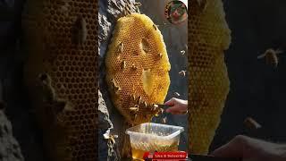 Satisfying Honeycomb Cut! Watch the Bees in Action! ️ #shorts #honey #youtubeshorts #viralshorts