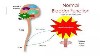 Evaluating & Treating Urinary Issues in PD, MSA, PSP, CBD, and LBD | 8-23-19 Webinar