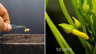 Growing Zucchini Time Lapse in 60 Days - Seed to fruit (fail)