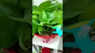 New Gadgets | Smart Appliances | Kitchen/Utensils For Every Home Makeup #gadgets #appliances #shorts