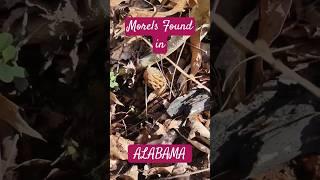 GET READY!! Morel Mushrooms are Early!! Time to get your shroom goggles on & Be careful everybody!!