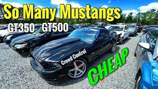 SO MANY CHEAP MUSTANG GT, GT 350, GT 500 AND OTHER FORD PERFORMANCE.